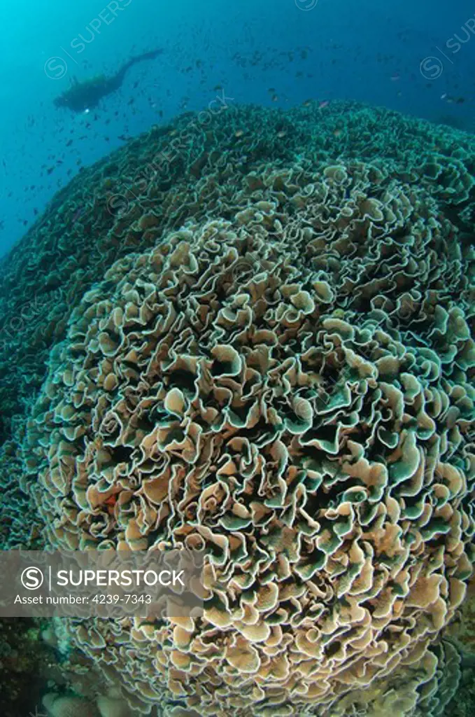 Diver exploring Cabbage Coral mountain (Turbinaria reniformis), Gorontalo, Indonesia. Also known as Scroll Coral.