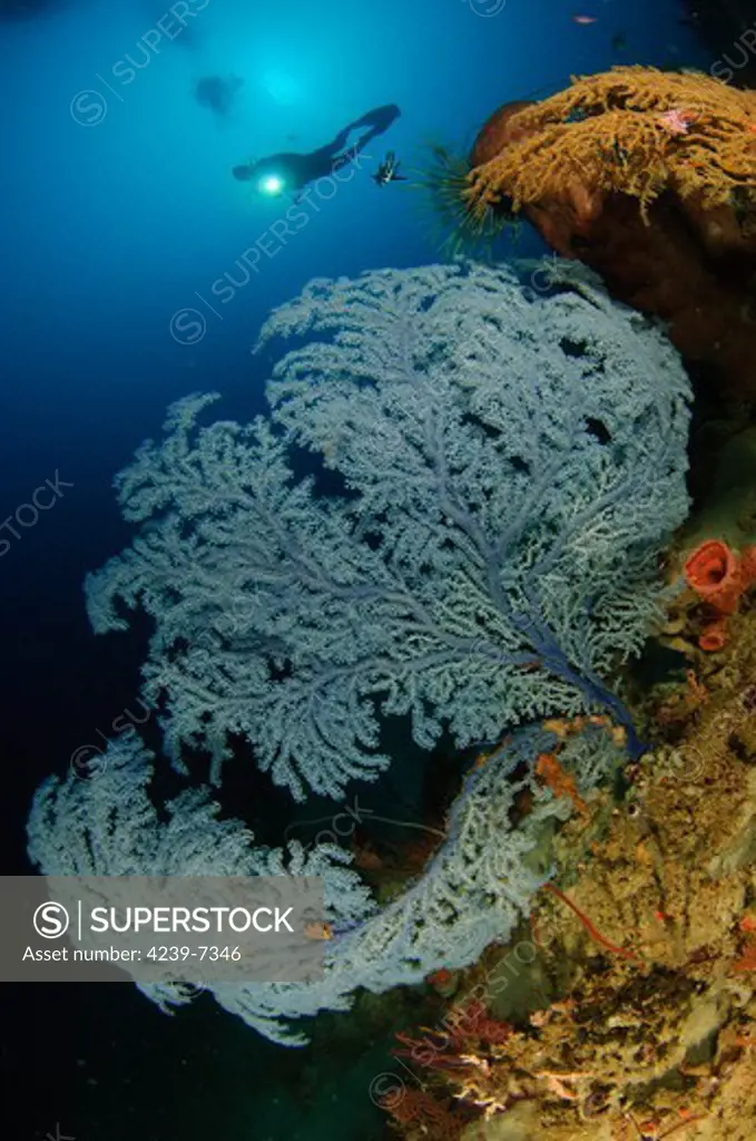 A very rare Blue Sea Fan, Acanthogorgia sp., found below 45 meters depth, with diver in background, Gorontalo, Indonesia.