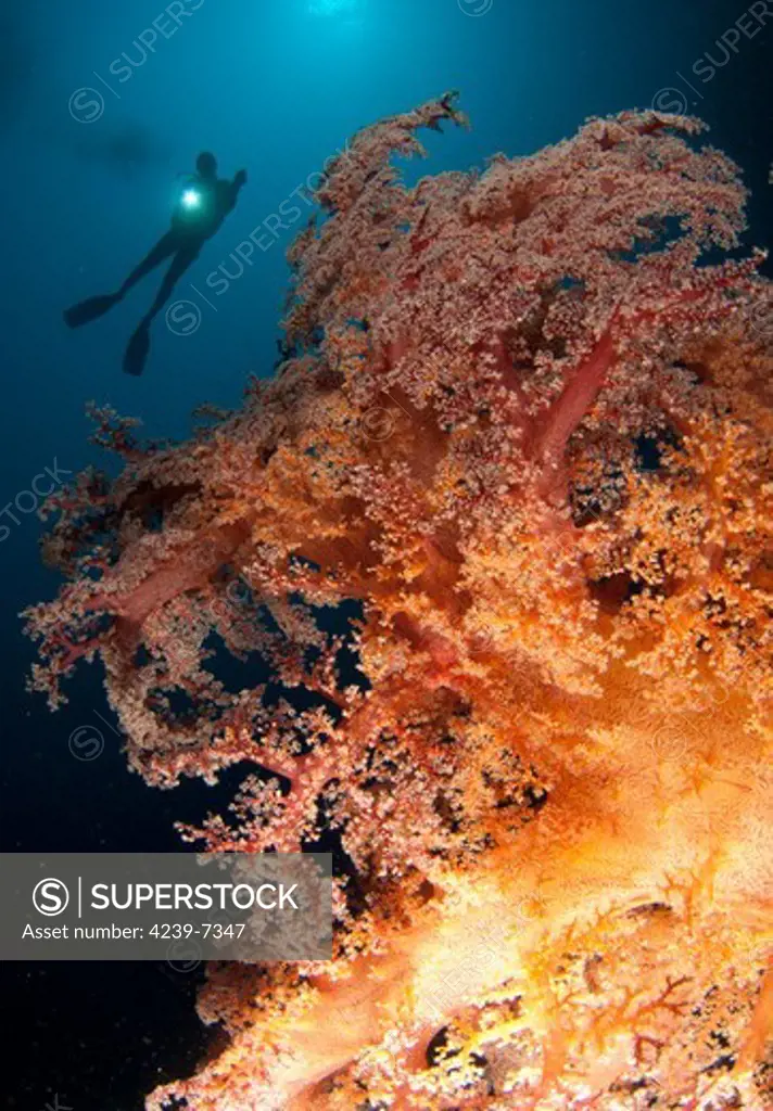 Close-up view of soft tree coral (Dendronephthya sp.) with diver in background, Gorontalo, Sulawesi, Indonesia.