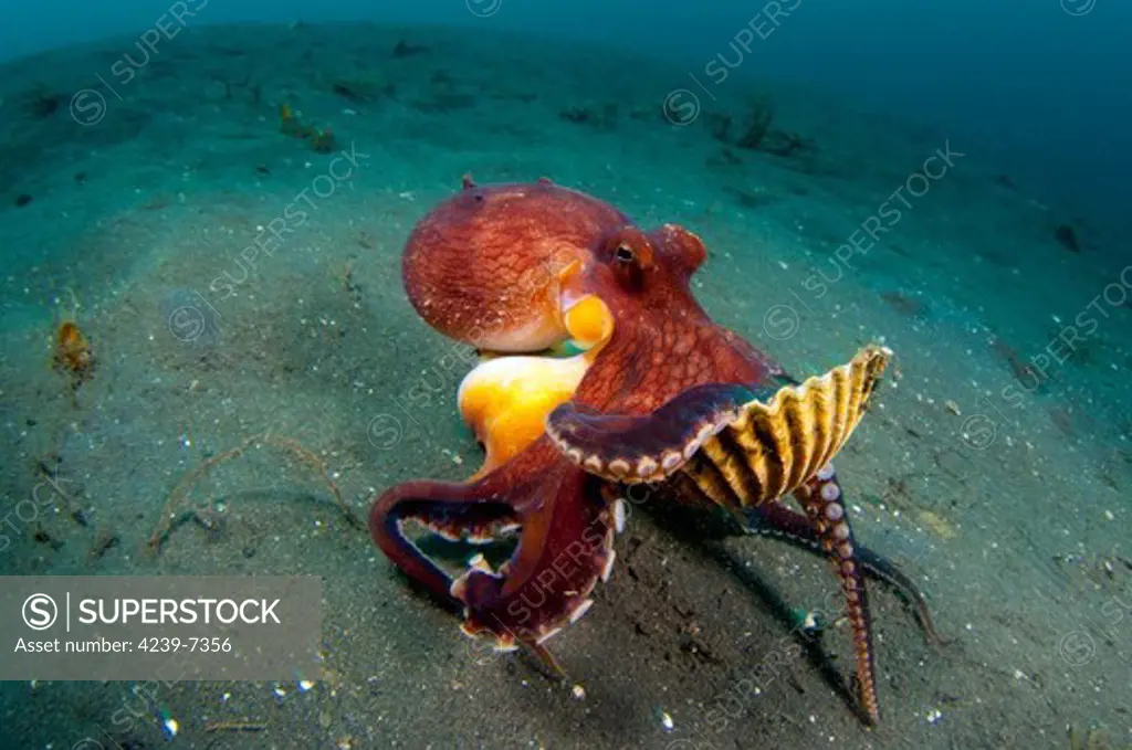 A Coconut Octopus (Amphioctopus marginatus), a species that gathers coconut and mollusk shells for shelter, Lembeh Strait, Sulawesi, Indonesia.