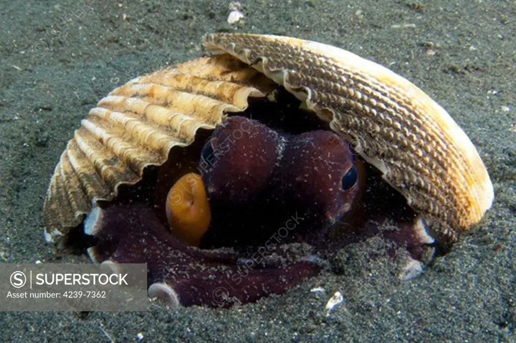 A Coconut Octopus (Amphioctopus marginatus), a species that gathers coconut and mollusk shells for shelter, Lembeh Strait, Sulawesi, Indonesia.