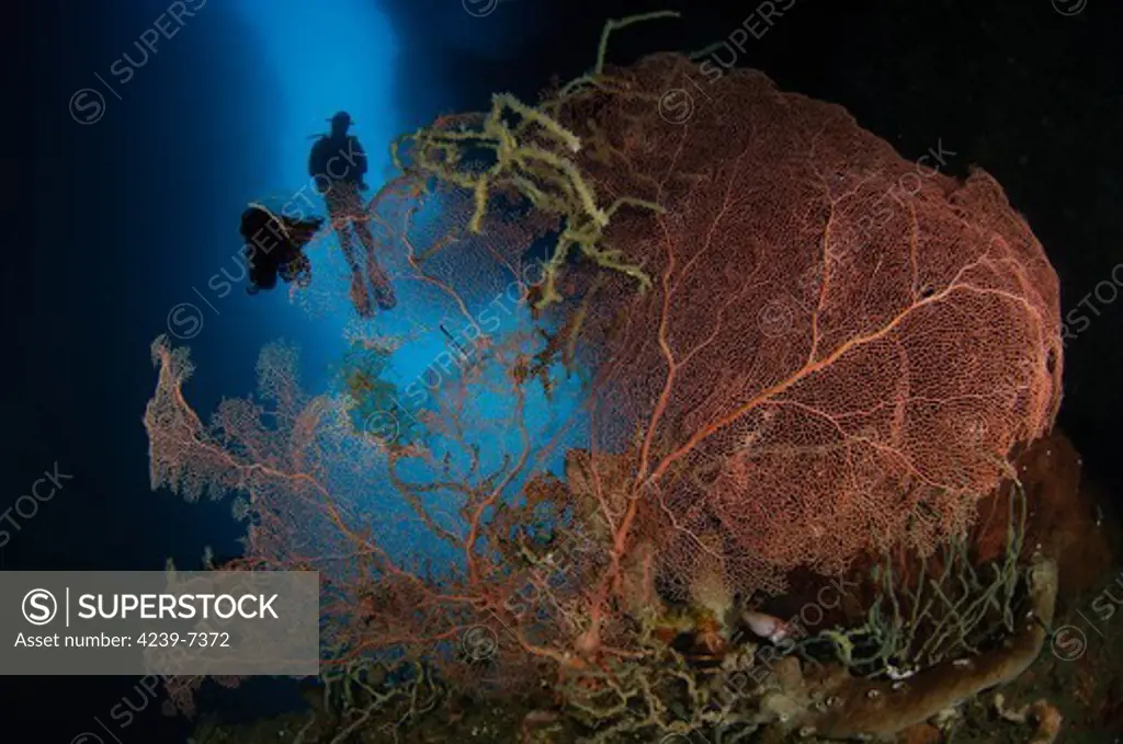 A diver descends in a cavern above a gorgonian sea fan, Gorontalo, Sulawesi, Indonesia.