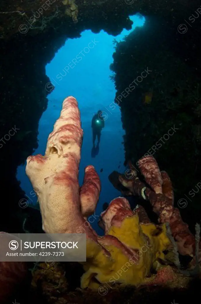 A diver looks into a cavern at a sponge, Gorontalo, Sulawesi, Indonesia.