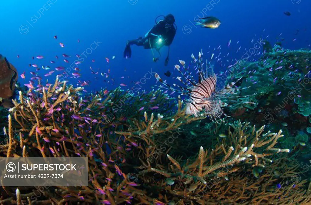 A diver looks on at a lionfish (Pterois volitans) hovering above staghorn coral, Gorontalo, Sulawesi, Indonesia.