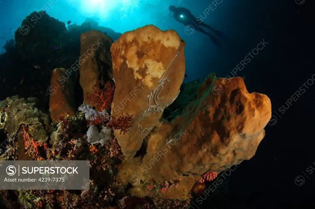 A large sponge with diver in the background, Gorontalo, Sulawesi, Indonesia.