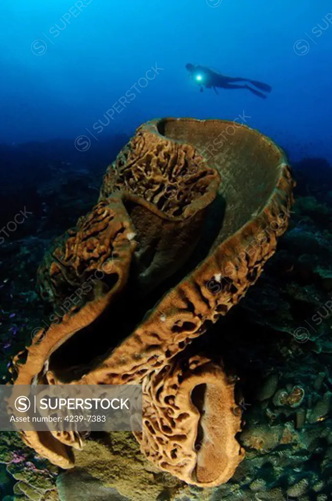 A diver looks on at the Salvador Dali sponge (Petrosia lignosa) which only grows with this intricate swirling surface pattern in Gorontalo waters, Sulawesi, Indonesia. These spomges grow to up to 3 meters in length.