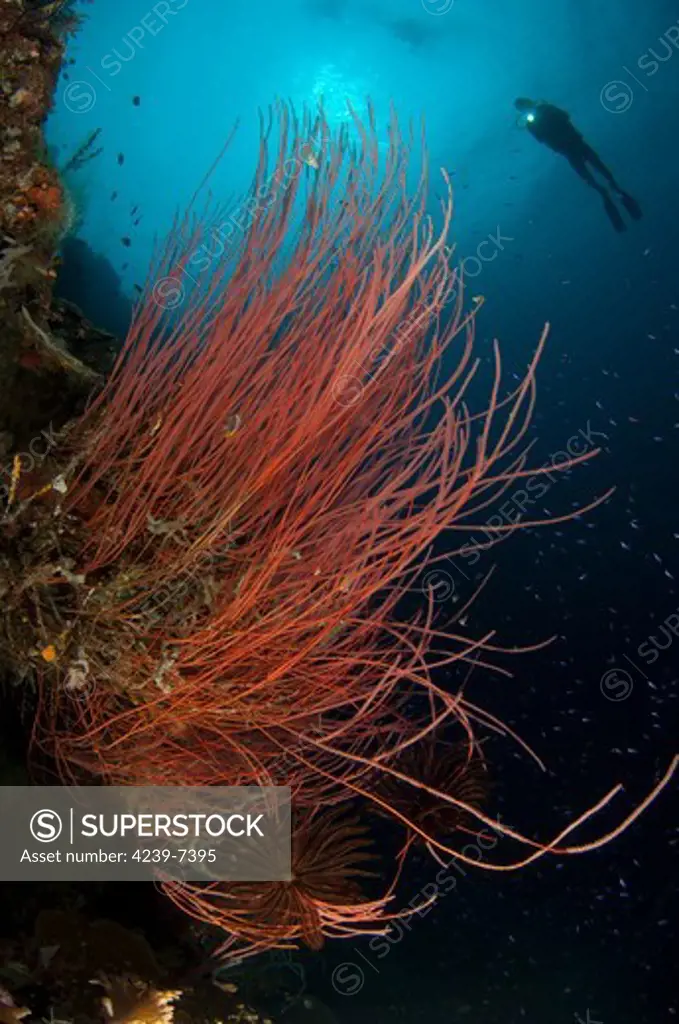 Grand sea whip (Ellisella grandis), with diver in background, Gorontalo, Indonesia.