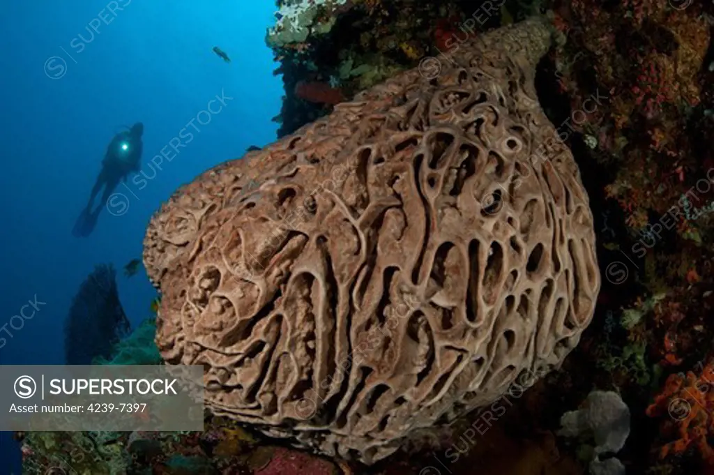 A diver looks on at the Salvador Dali sponge (Petrosia lignosa) which only grows with this intricate swirling surface pattern in Gorontalo waters, Sulawesi, Indonesia. These spomges grow to up to 3 meters in length.