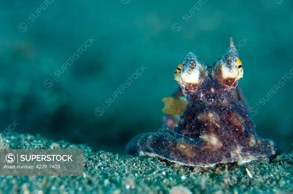 A Coconut Octopus (Amphioctopus marginatus), a species that gathers coconut and mollusk shells for shelter, Lembeh Strait, Sulawesi, Indonesia.