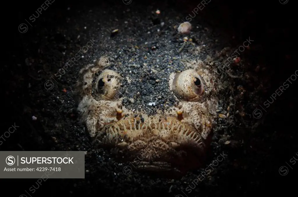 Facial view of a reticulate stargazer (Uranoscopus sp.) buried in sand, Lembeh Strait, Indonesia.