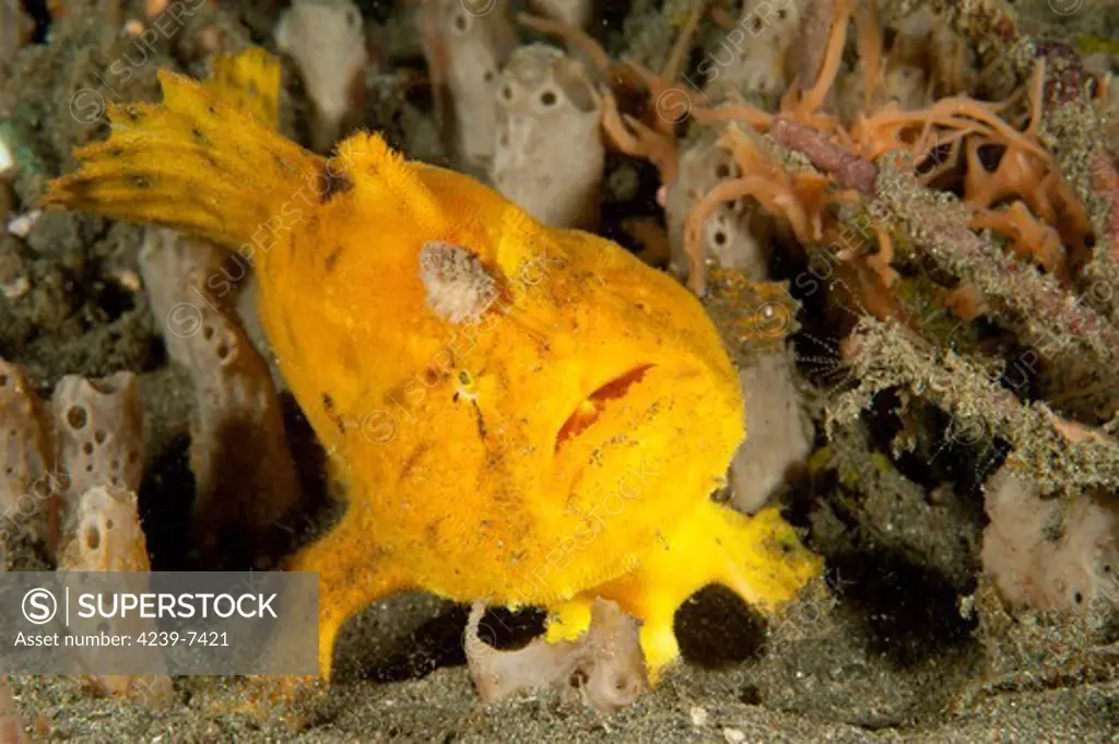 Frogfish (Antennarius sp.), yellow/orange variety with large lure, open mouth, Lembeh Strait, Indonesia.