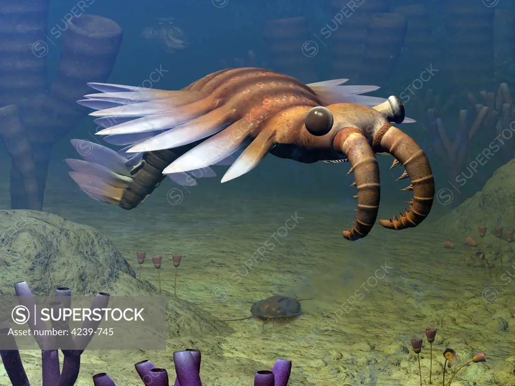 An Anomalocaris explores a Middle Cambrian ocean floor about 500 million years ago