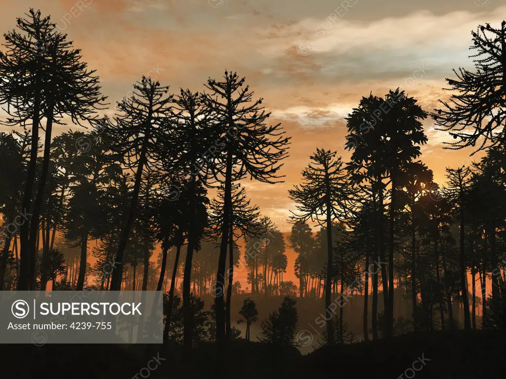 A forest of Cordaites & Araucaria silhouetted against a colorful sunset during the Late (Lopingian) Permian/Early Triassic period about 250 million years ago
