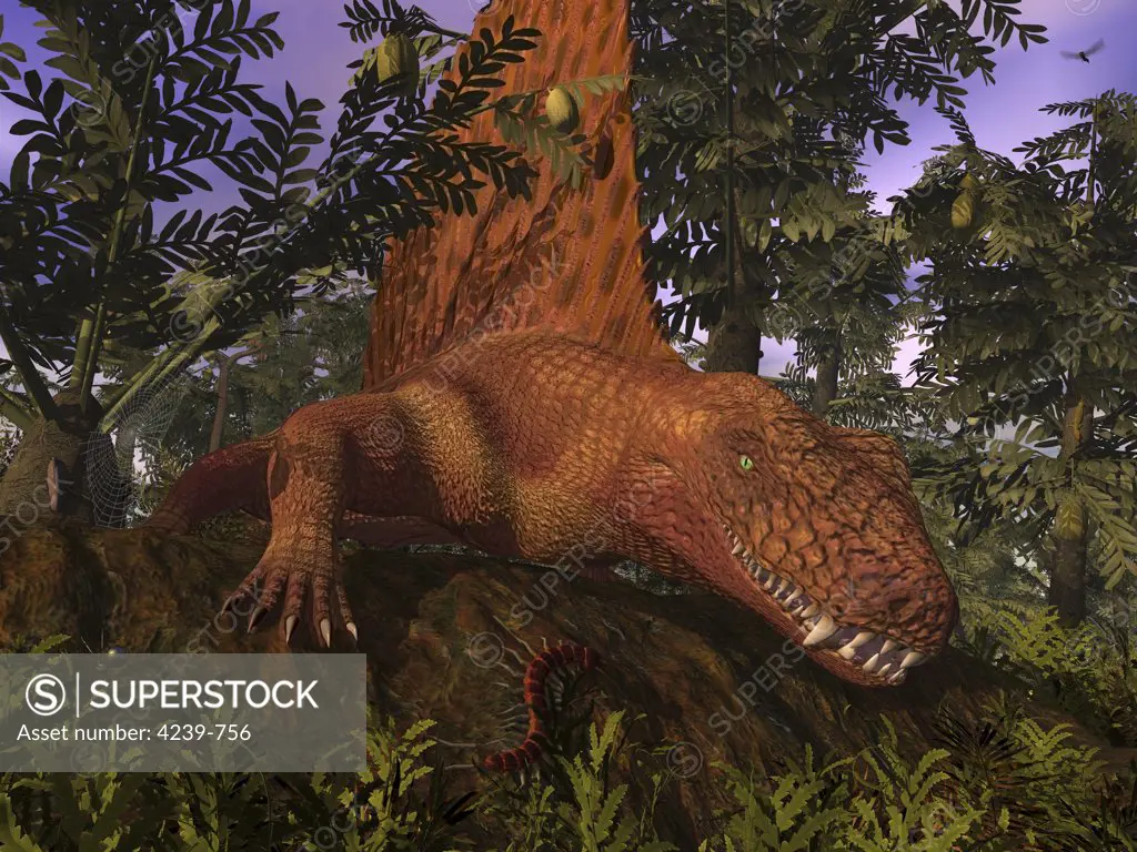 Dimetrodon was the apex predator of its time