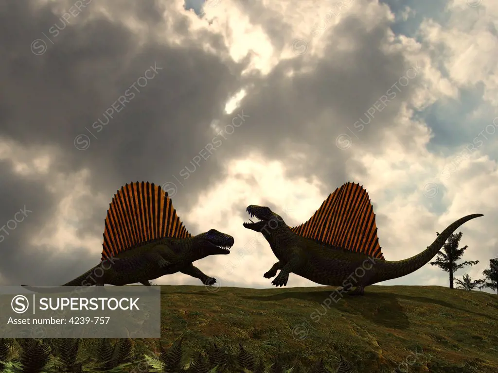 Dimetrodon fight over territory in a scene that must have been repeated many times 280 million years ago