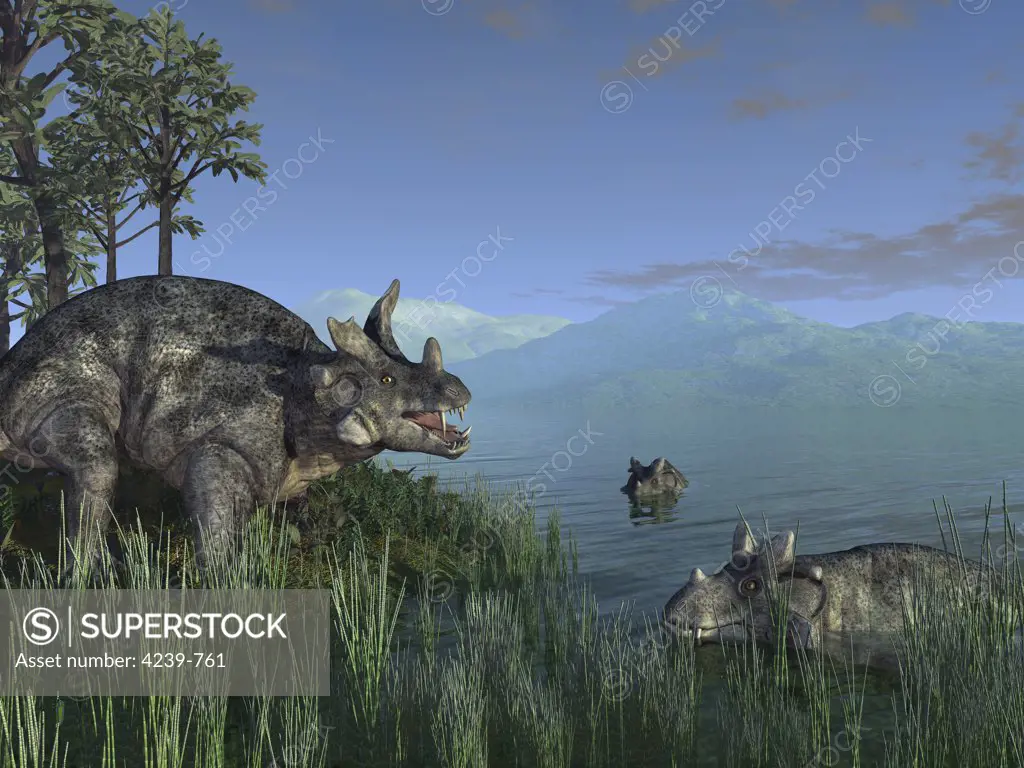 Resembling modern day hippopotami, three Estemmenosuchus mirabilis face off in a Paleozoic lake 255 million years ago in what is today the Perm region of Russia near the Ural Mountains