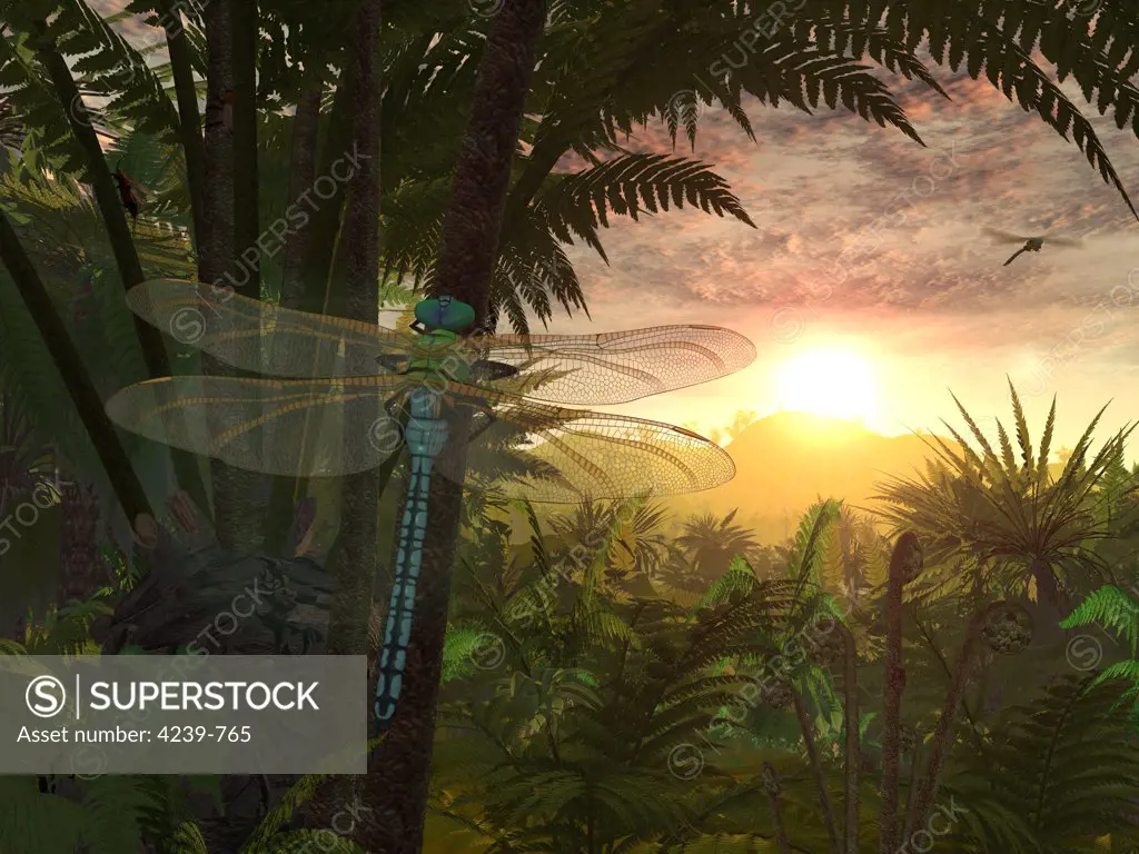 A giant Meganeura with a 30-inch wingspan, resembling and related to present-day dragonflies, is witness to a sunrise in a Carboniferous fern forest from over 300 million years ago
