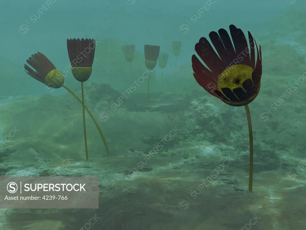 Resembling modern flowers, species of the genus Dinomischus populate the ocean floor about 505 million years ago