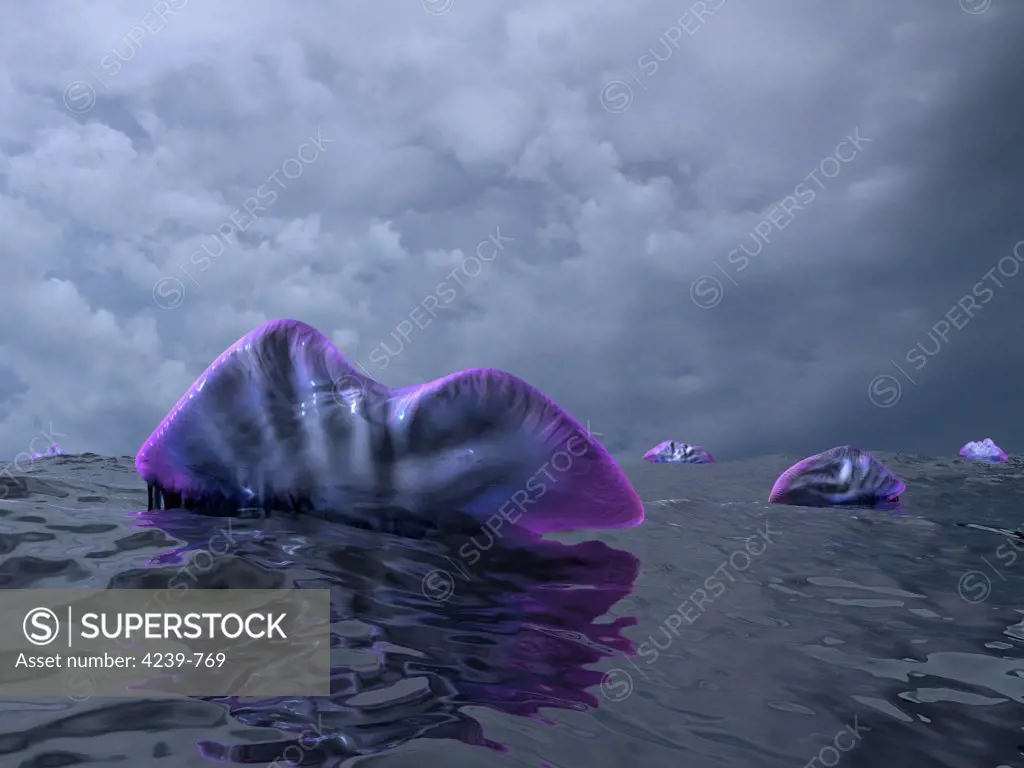 Portuguese Man o' War swarm over the surface of a Cambrian ocean 500 million years ago