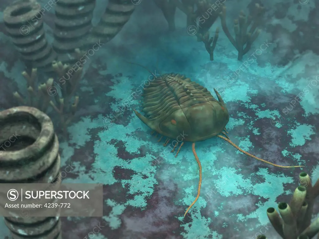 An Olenoides serratus trilobite scurries across a Middle Cambrian ocean floor about 500 million years ago