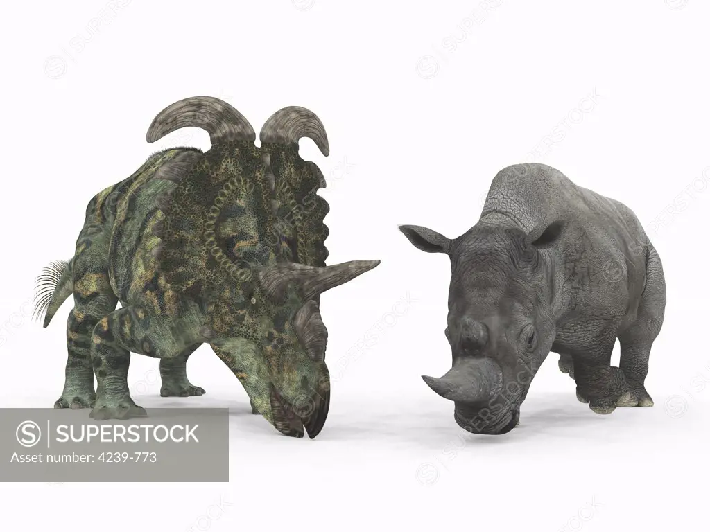 An adult Albertaceratops from 77 million years ago is compared to a modern adult White Rhinoceros (Ceratotherium simum)