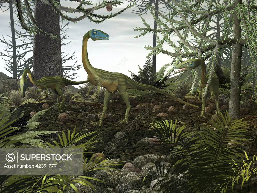 Three carnivorous Coelophysis, one male and two females, walk amongst a forest of prehistoric Araucaria evergreens