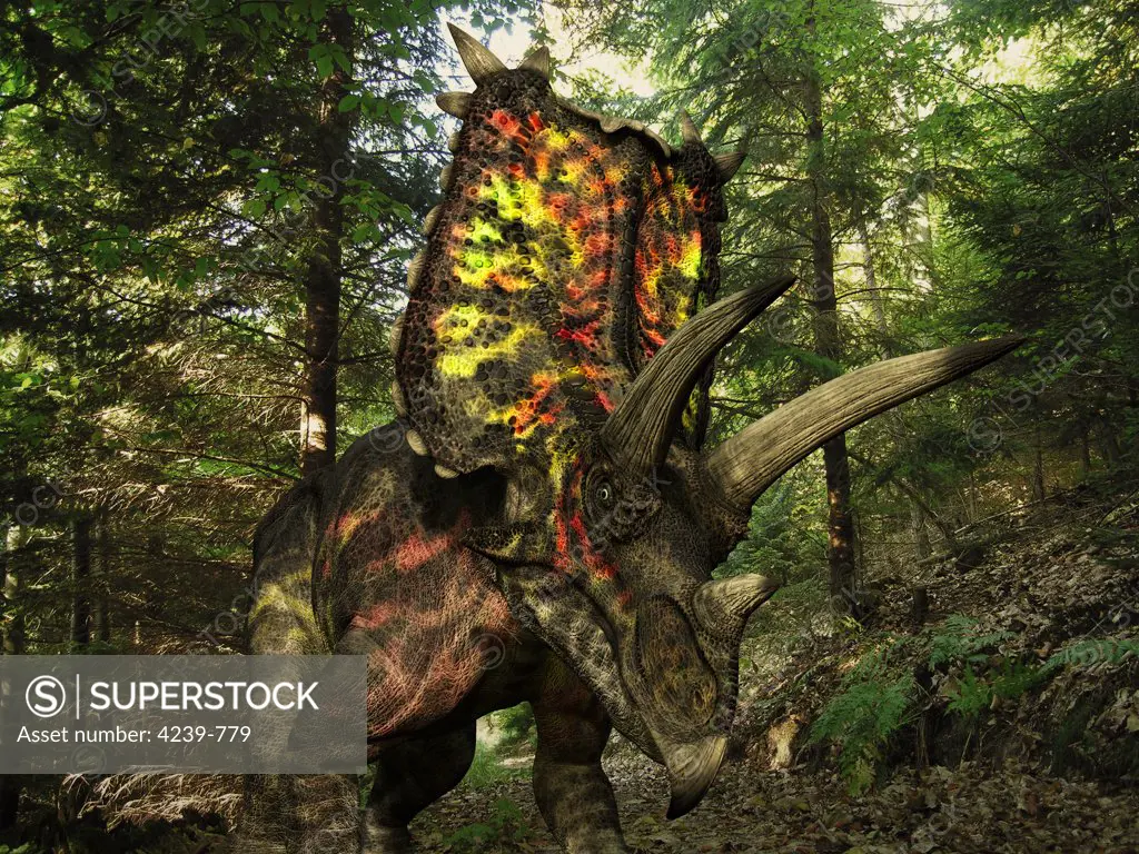 A six ton, 27 foot long Pentaceratops wonders a Cretaceous forest 75 million years ago in what is today the southwestern United States