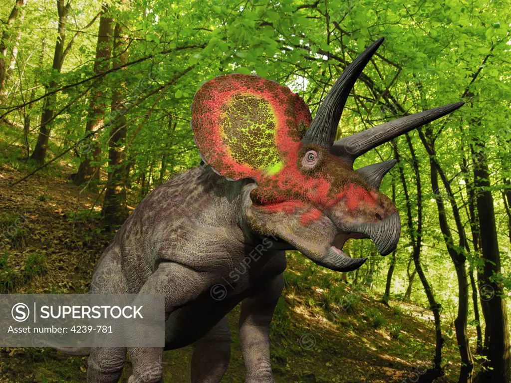 A ten ton Triceratops wanders a Cretaceous forest 68 million years ago in what is today the Western United States