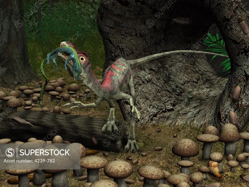 A Compsognathus prepares to swallow a small lizard it has ambushed by hiding in a hollow log
