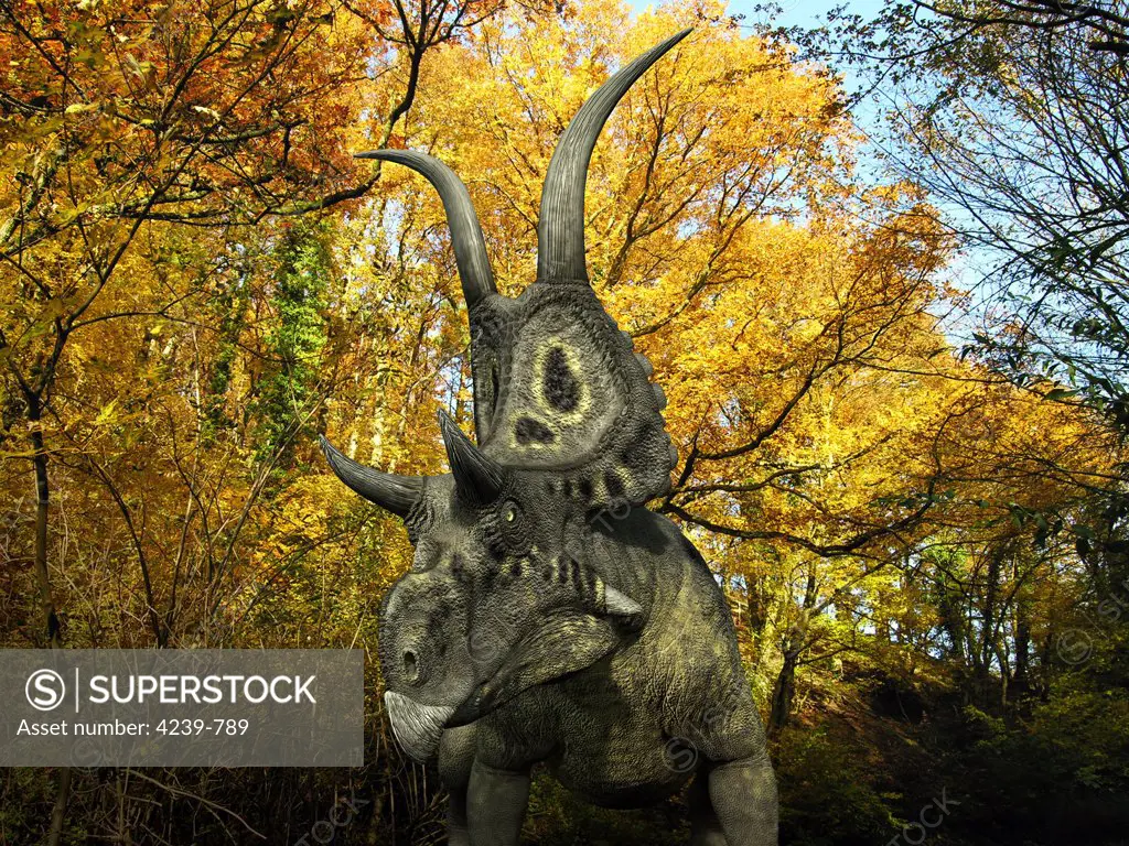 A one ton, 20 foot long Diabloceratops wanders a Cretaceous forest 70 million years ago in what is today Utah