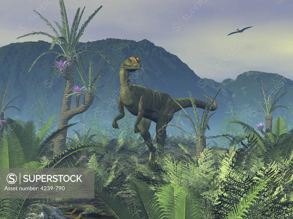 A colorful adult male Dilophosaurus explores a hilltop that is host to Williamsonia gigas, Sago Palms, and ferns