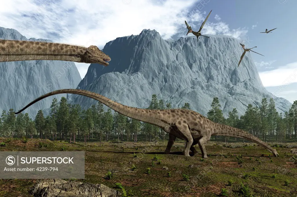 Vegetarian Diplodocus leisurely graze while several pterodactyls pass overhead 150 million years ago in what is today North America