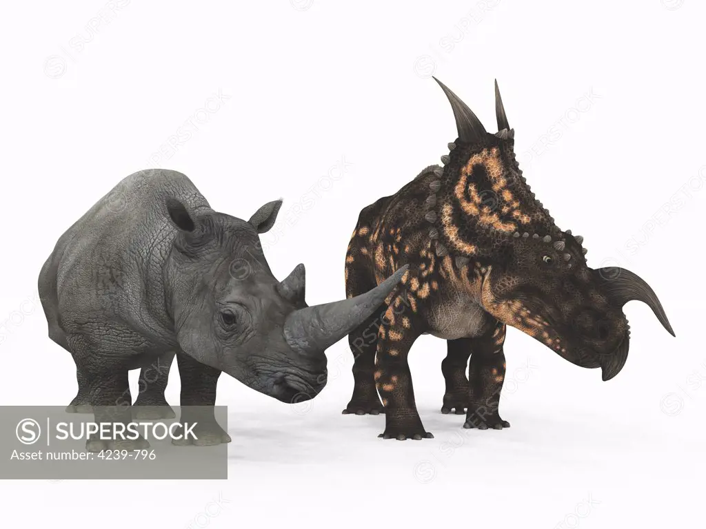 An adult Einiosaurus from 77 million years ago is compared to a modern adult White Rhinoceros (Ceratotherium simum)