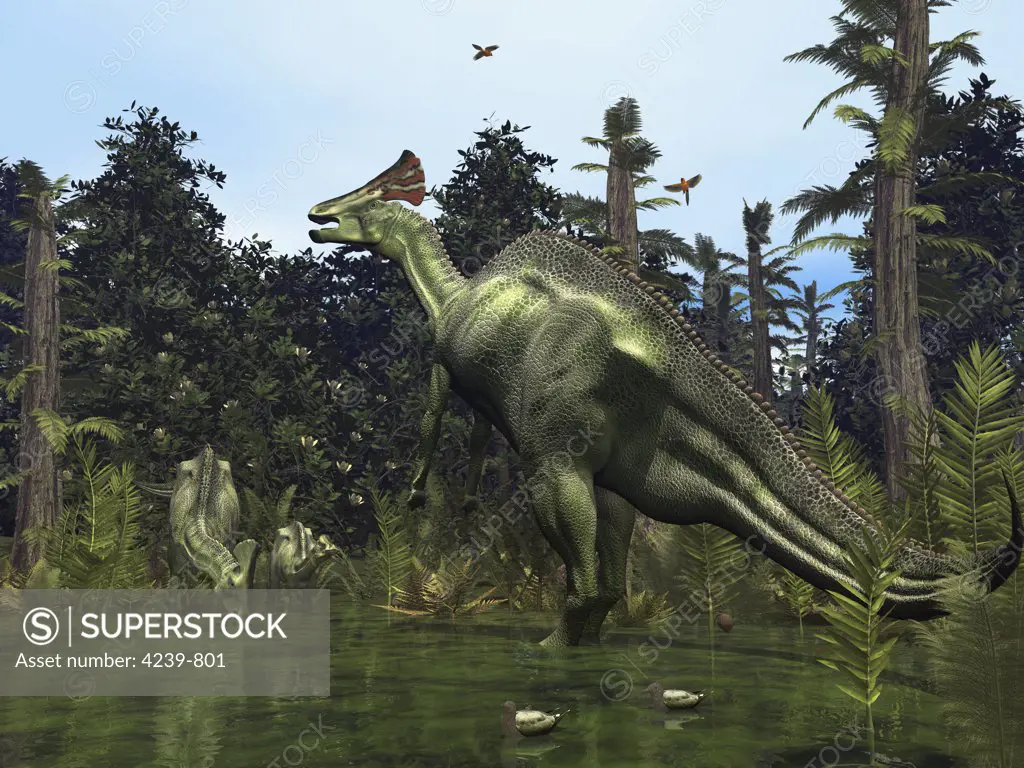 In a scene 75 million years ago from what's now Montana, a six ton male Lambeosaurus rears onto its massive hind legs in response to a possible threat, while a female and juvenile Lambeosaurus drink near the river's edge