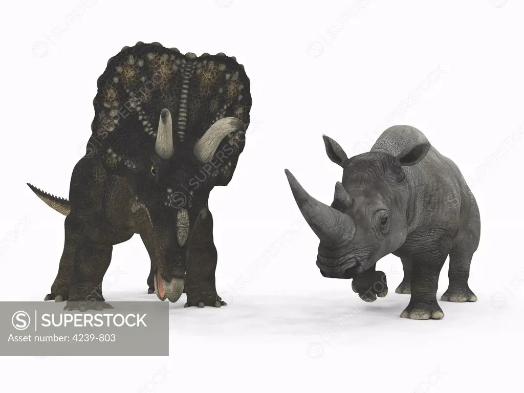 An adult Nedoceratops from 70 million years ago is compared to a modern adult White Rhinoceros (Ceratotherium simum)