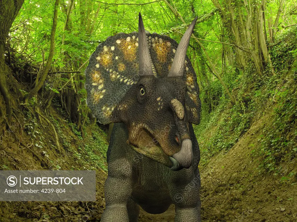 A two ton, 15 foot long Nedoceratops wanders a Cretaceous forest 70 million years ago in what is today Wyoming