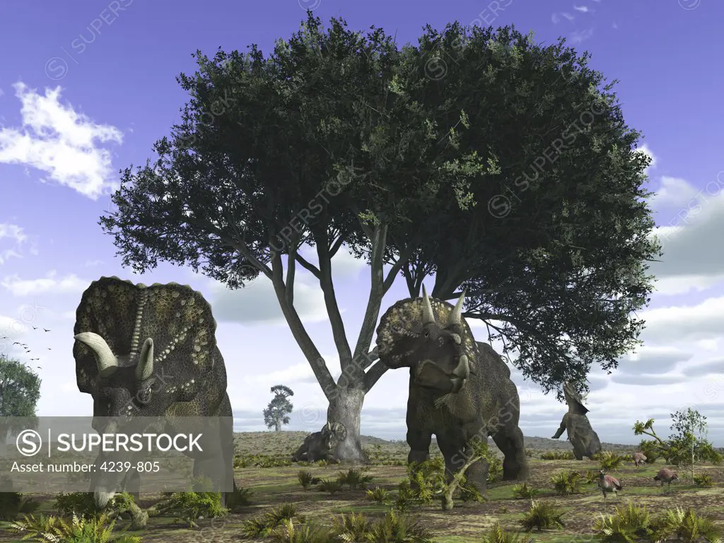 Nedoceratops (formerly known as Diceratops) graze beneath a giant Oak tree 75 million years ago in what is today Wyoming