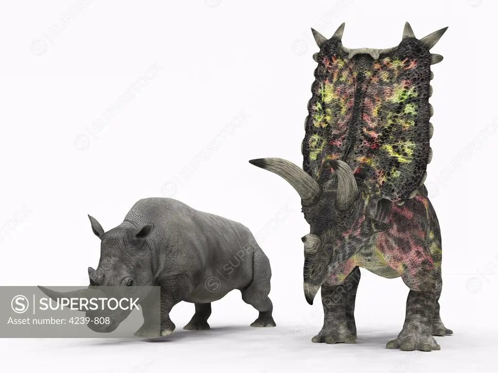 An adult Pentaceratops from 75 million years ago is compared to a modern adult White Rhinoceros (Ceratotherium simum)
