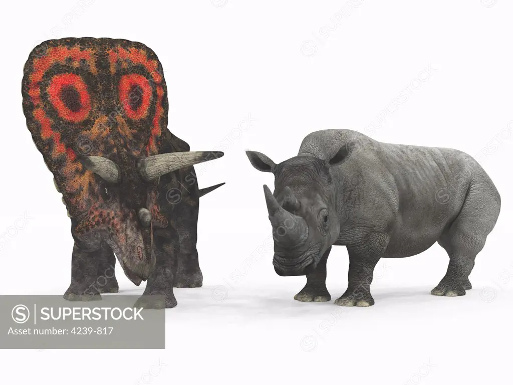 An adult Torosaurus from 75 million years ago is compared to a modern adult White Rhinoceros (Ceratotherium simum)