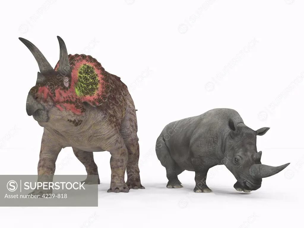 An adult Triceratops from 68 million years ago is compared to a modern adult White Rhinoceros (Ceratotherium simum)