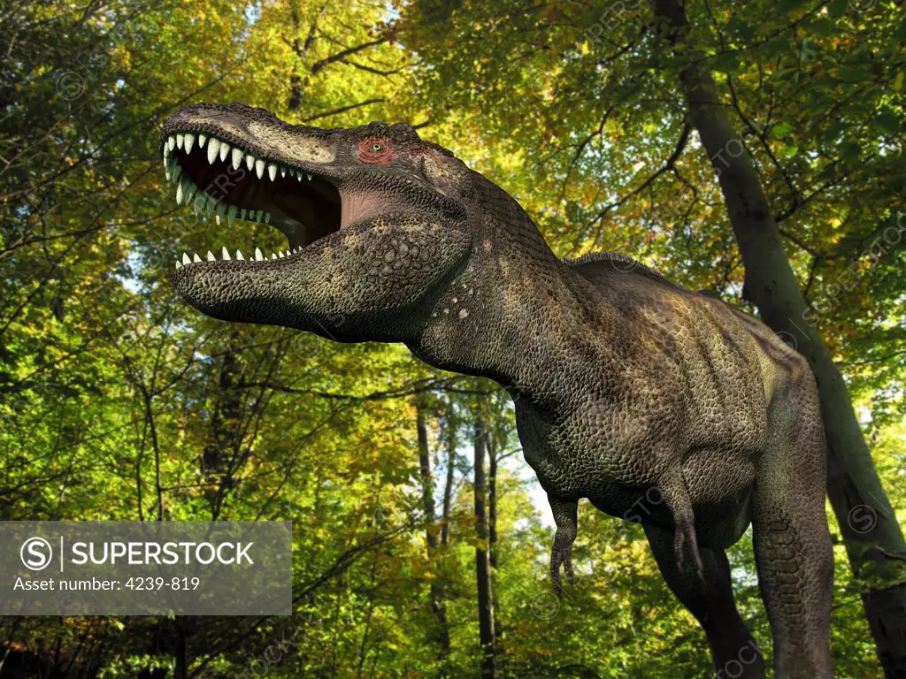 A seven ton Tyrannosaurus wanders a Cretaceous forest 68 million years ago in what is today the Western United States
