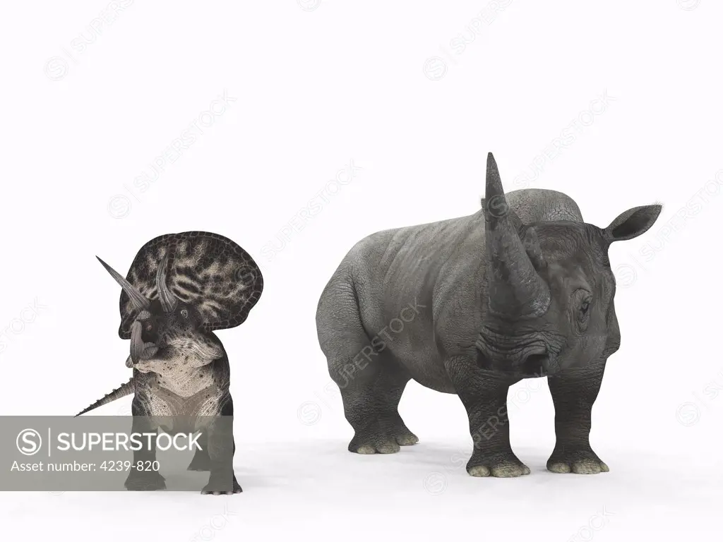 An adult Zuniceratops from 90 million years ago is compared to a modern adult White Rhinoceros (Ceratotherium simum)