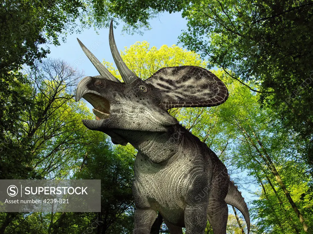 A 10 foot long, 250 pound Zuniceratops wanders a Cretaceous forest 90 million years ago in what is today New Mexico