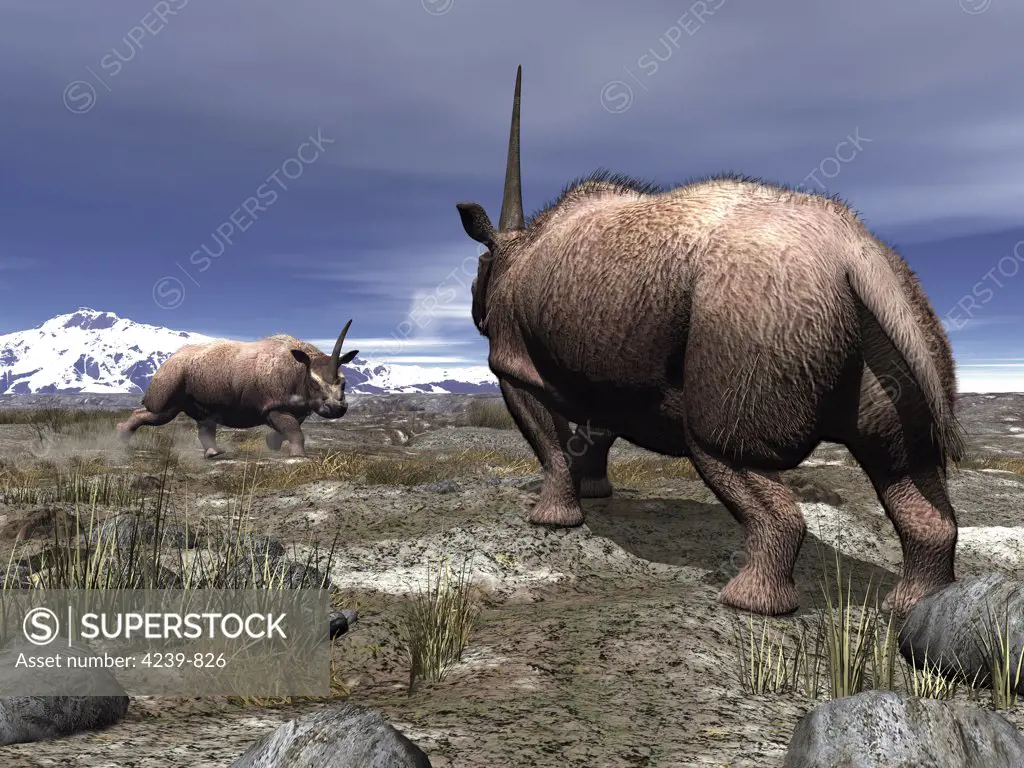 A pair of male Elasmotherium confront one another on the ancient steppe of what is today Southern Russia