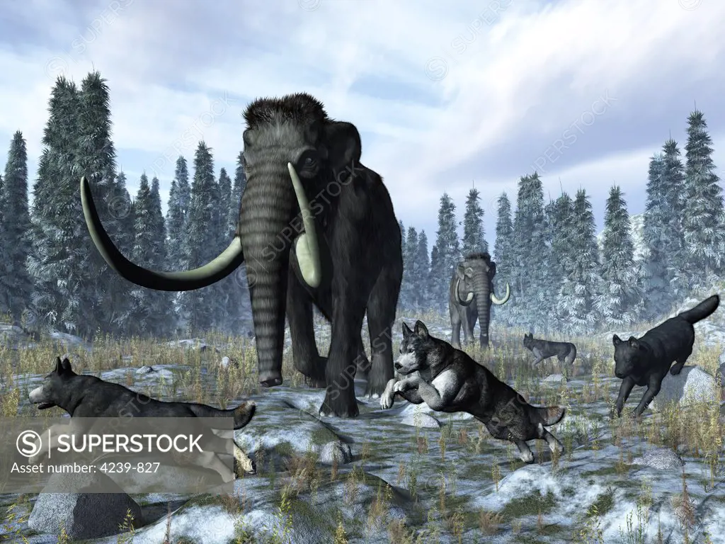 A pack of dire wolves crosses paths with two mammoths 150 thousand years ago during the Upper (Tarantian) Pleistocene Epoch in North America