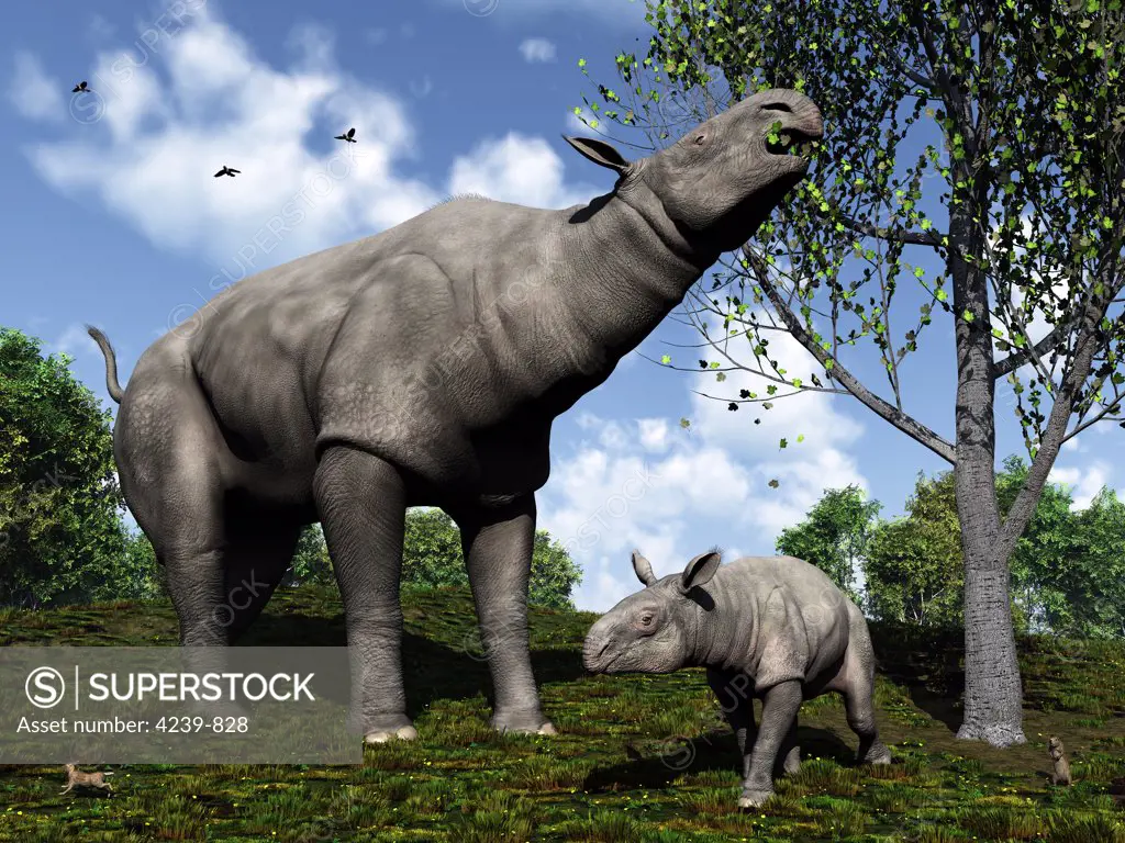 A Paraceratherium mother grazes on leaves and twigs of a poplar tree while her infant son stands nearby in a scene from 30 million years ago during the Rupelian Stage of the Oligocene Epoch in northwest China