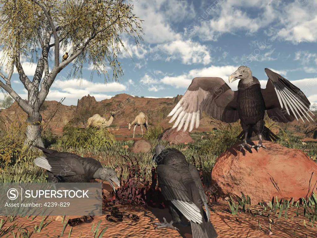 Pleistocene Black Vultures feed on carrion two million years ago in what is today the western United States
