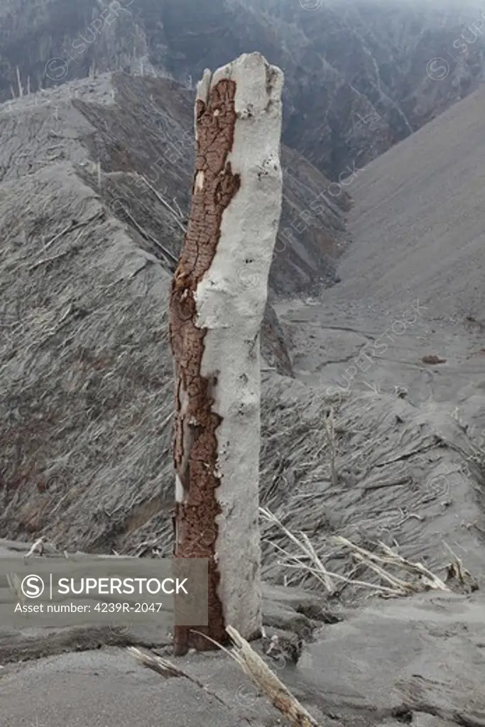 December 3, 2009 - Remains of tree with bark stripped off at side facing volcano in forest destroyed by pyroclastic flows on the flank of Chaiten volcano, Chile.