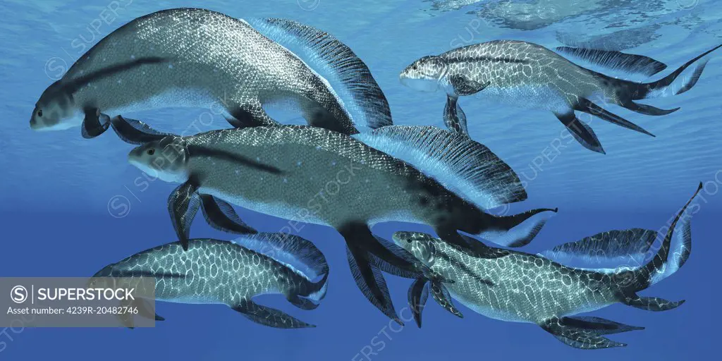 A group of prehistoric Scaumenacia lobe-finned fish from the Devonian period. 