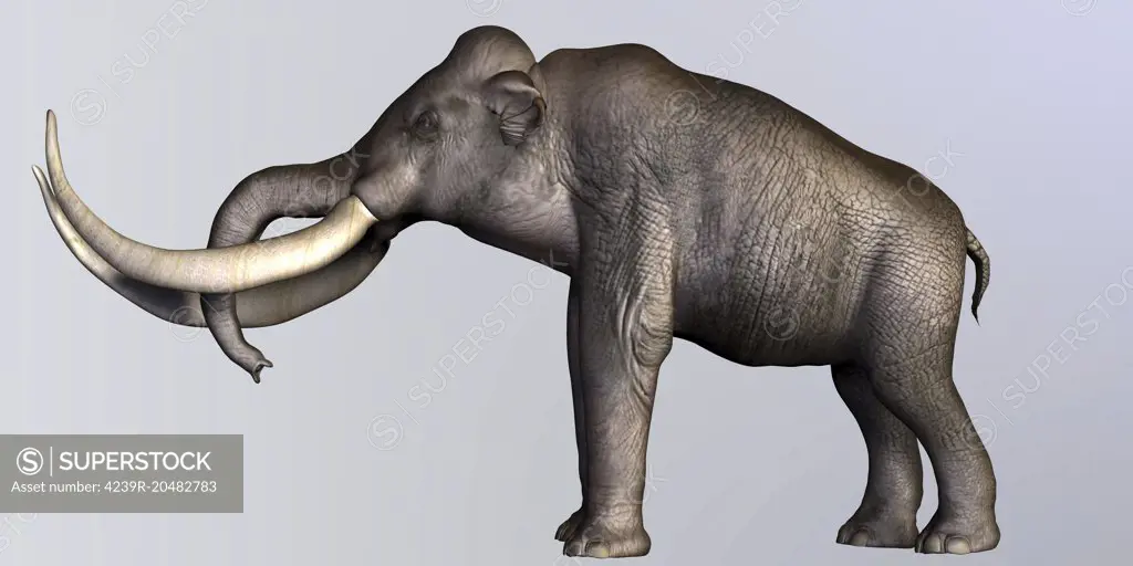 The Columbian Mammoth lived during the Quaternary Period of North and Middle America.
